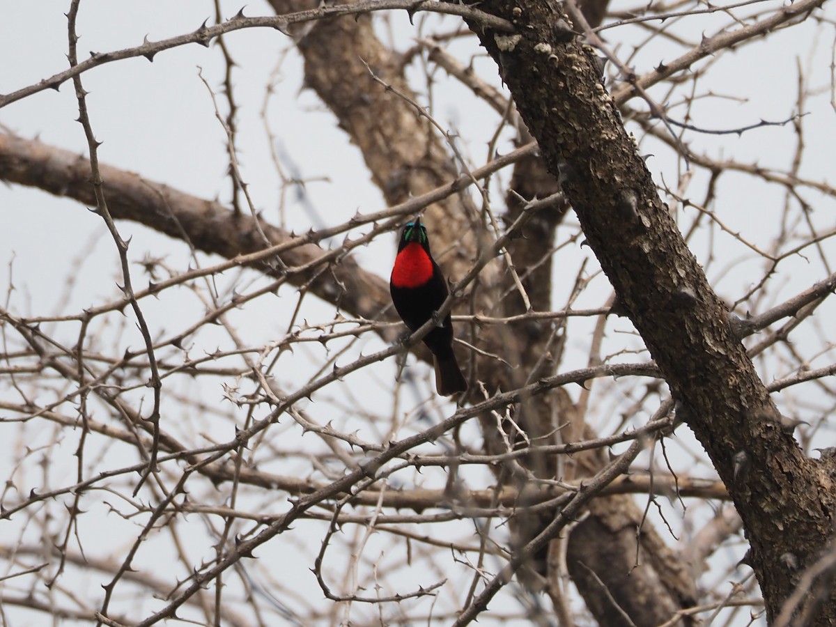 Scarlet-chested Sunbird - ML612042256