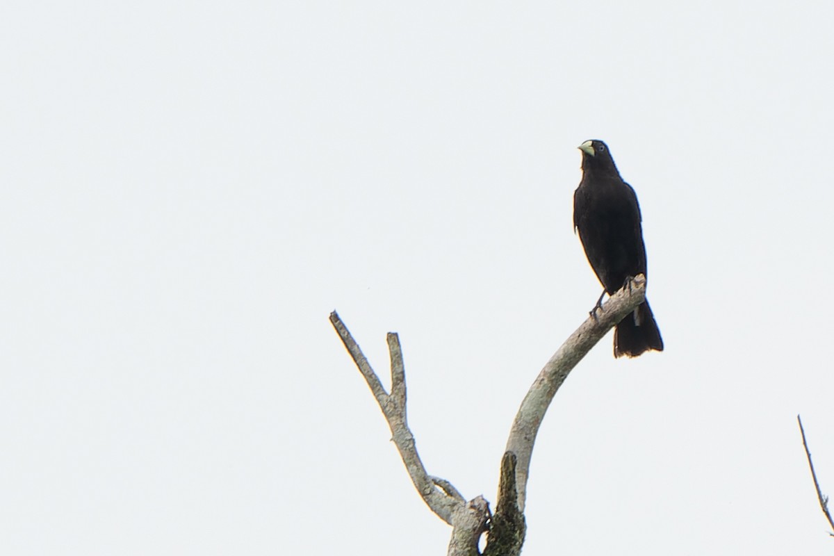 Red-rumped Cacique - Tyler Wenzel