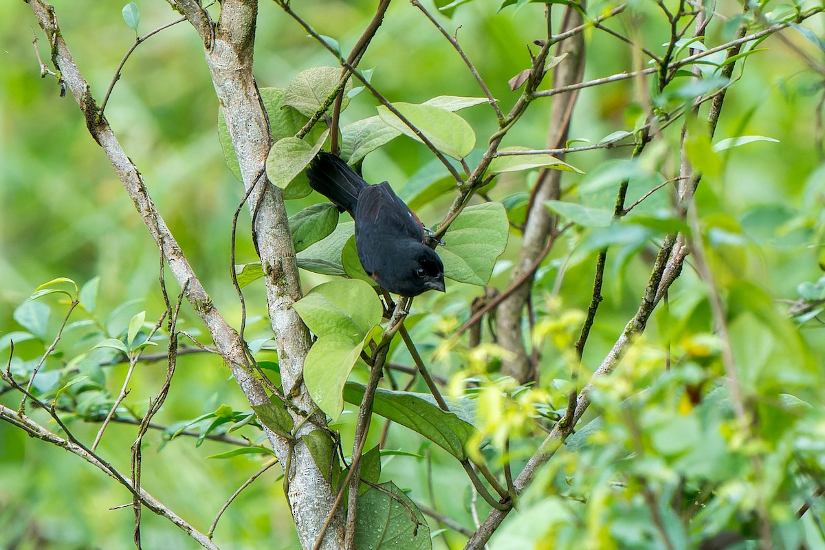 Chestnut-bellied Seed-Finch - ML612042335