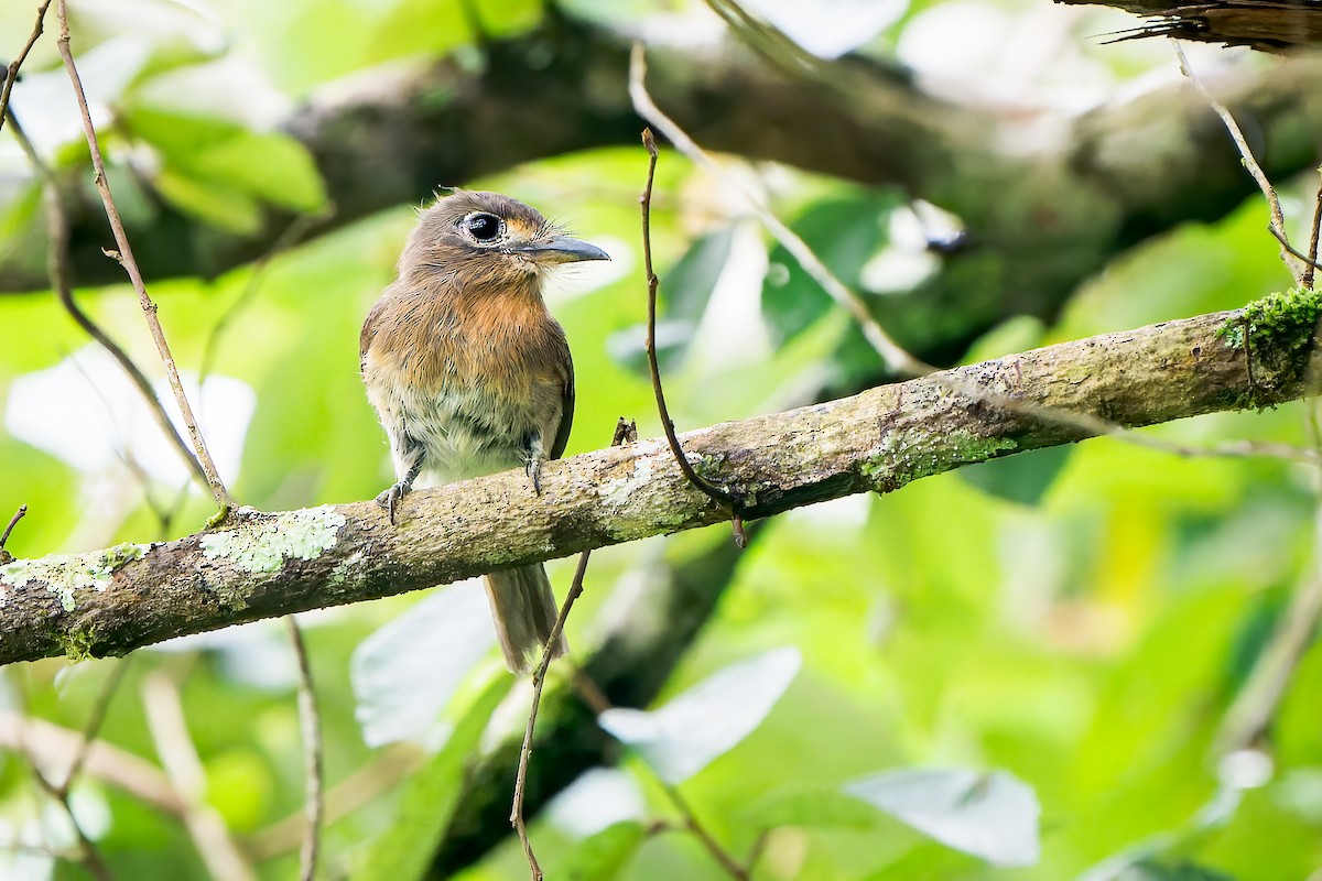 Zügelfaulvogel - ML612042342