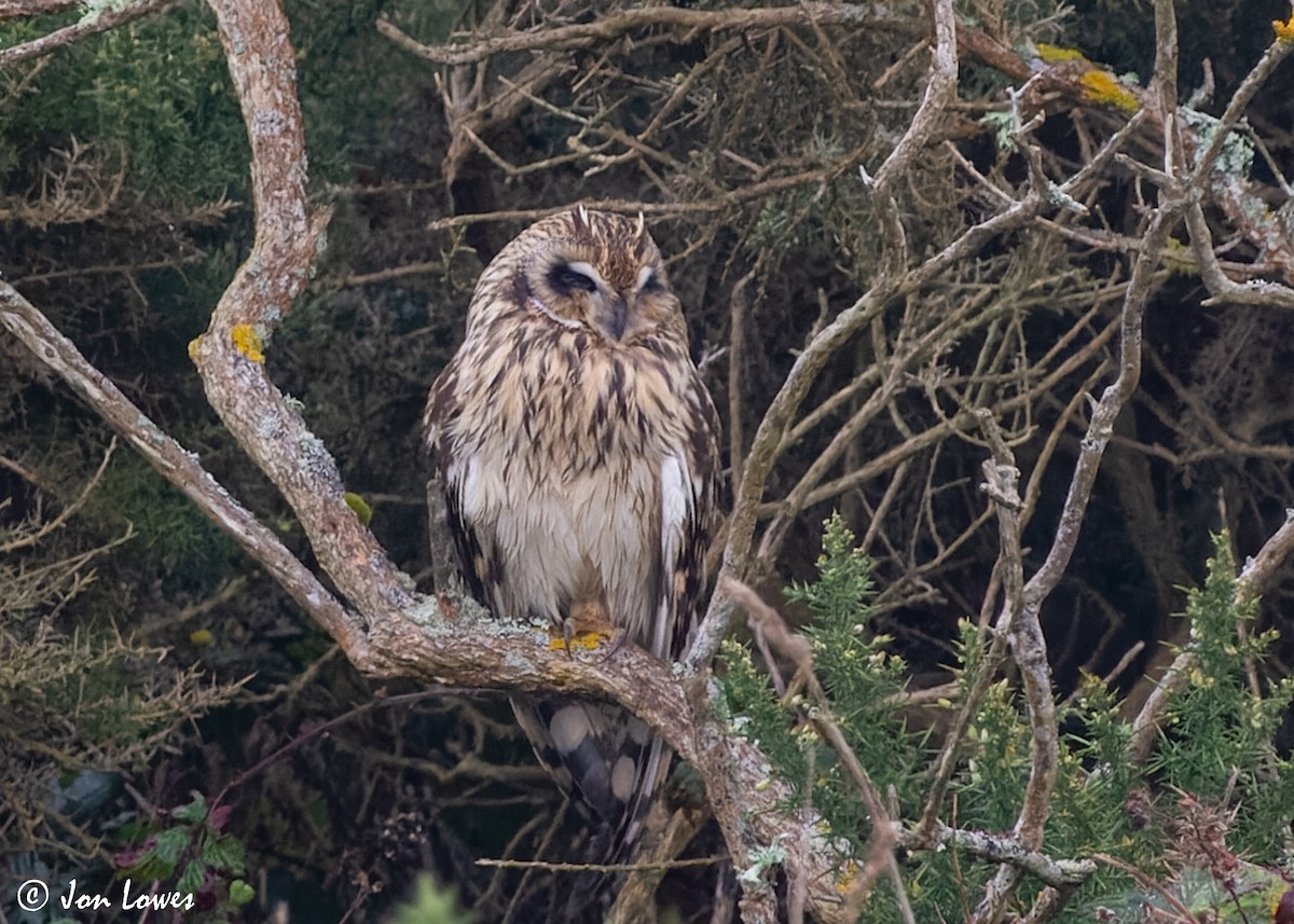 Short-eared Owl (Northern) - ML612042374