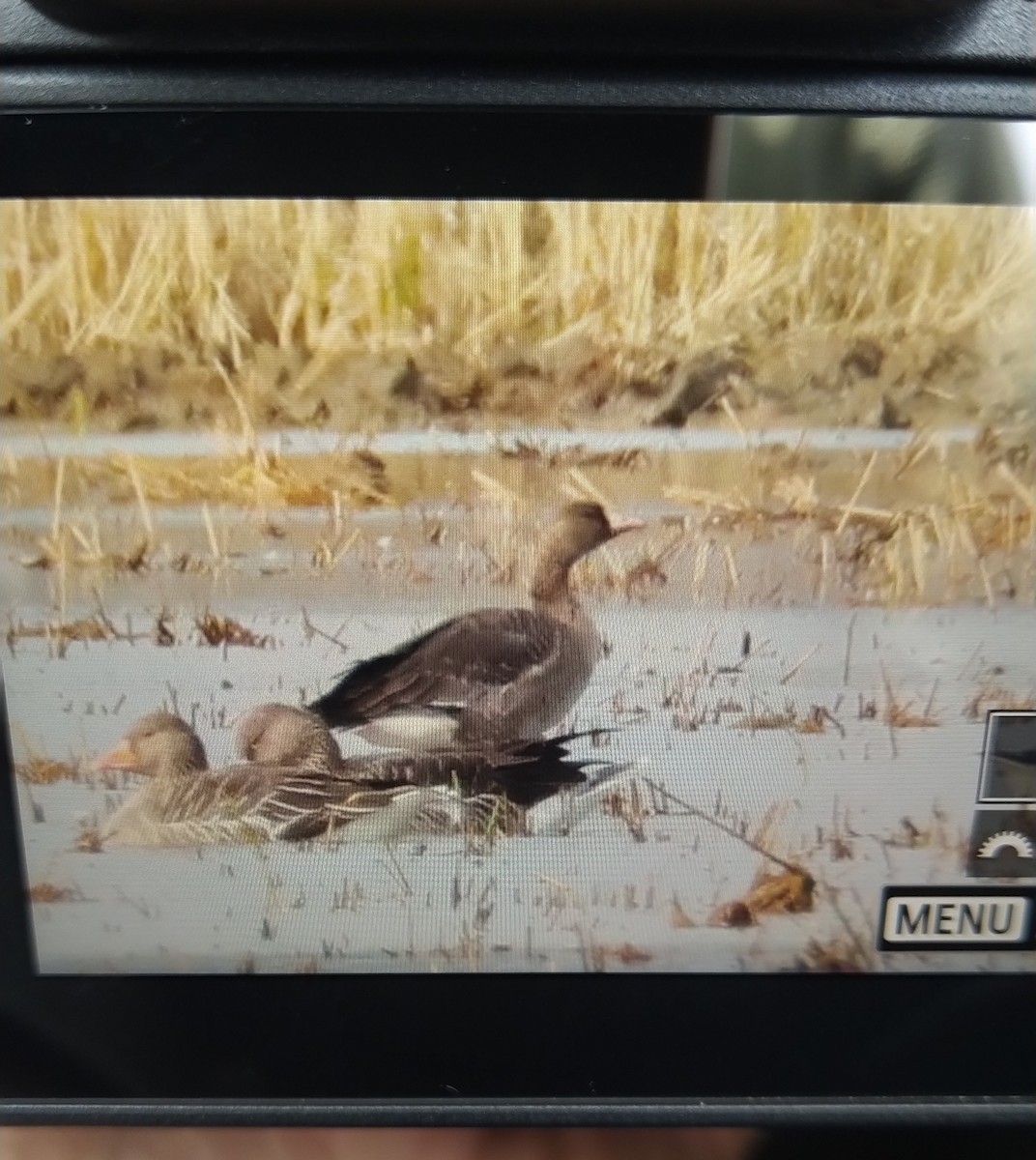 Greater White-fronted Goose - ML612042399