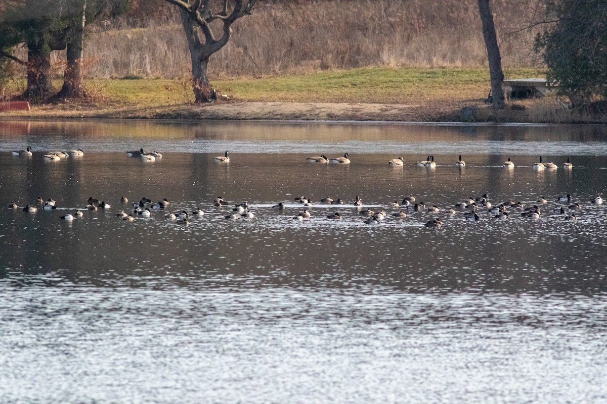 Canada Goose - ML612042407