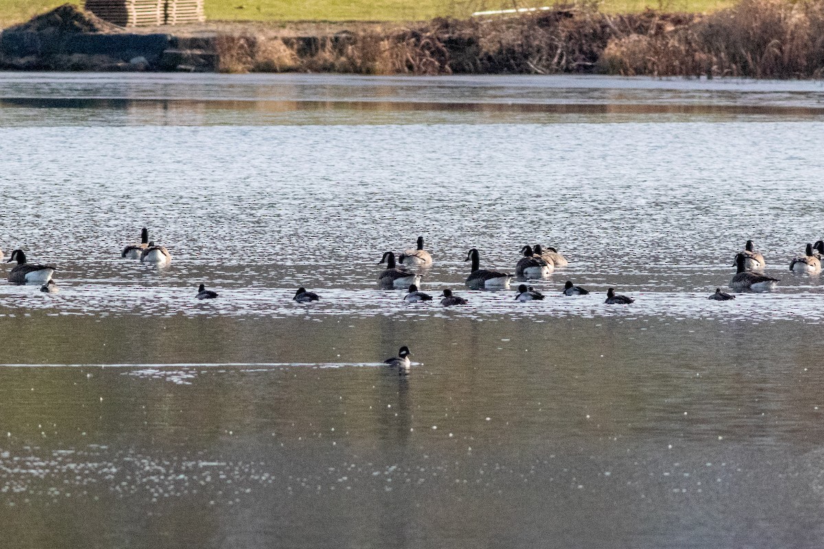 Bufflehead - ML612042418