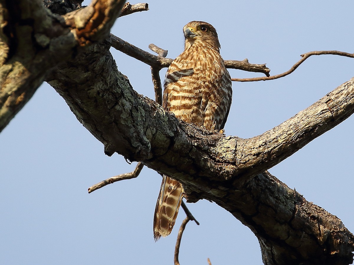 Banded Kestrel - Attila Steiner