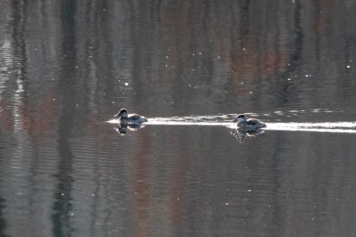 Ruddy Duck - ML612042429