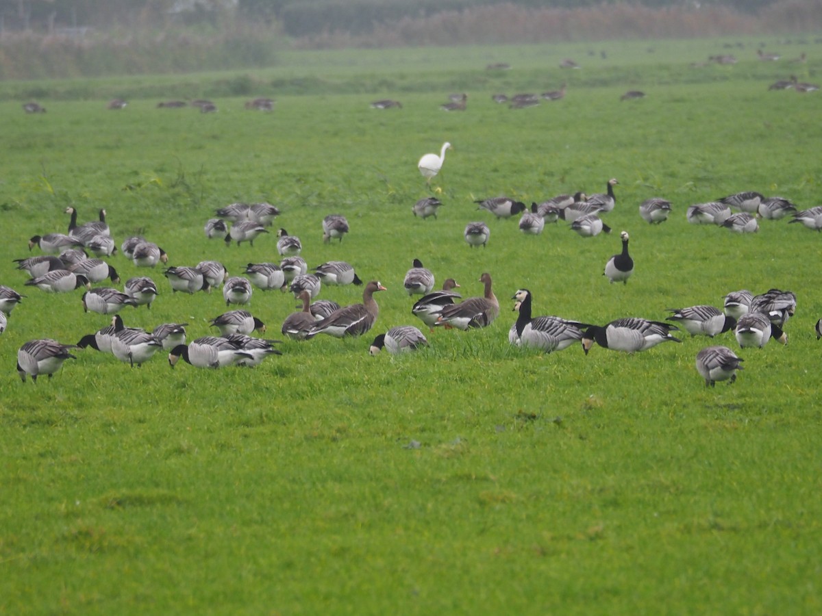 Greater White-fronted Goose (Eurasian) - ML612042489