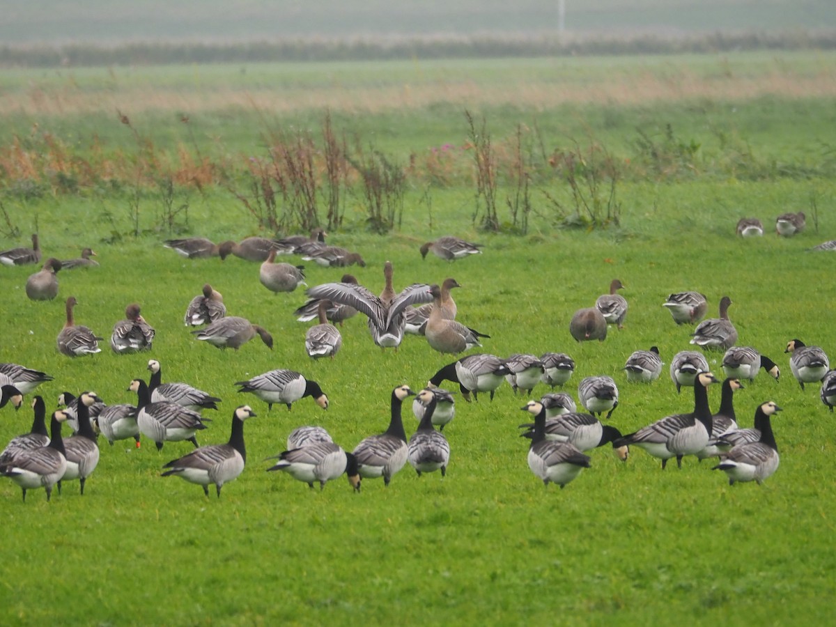 Barnacle Goose - ML612042516