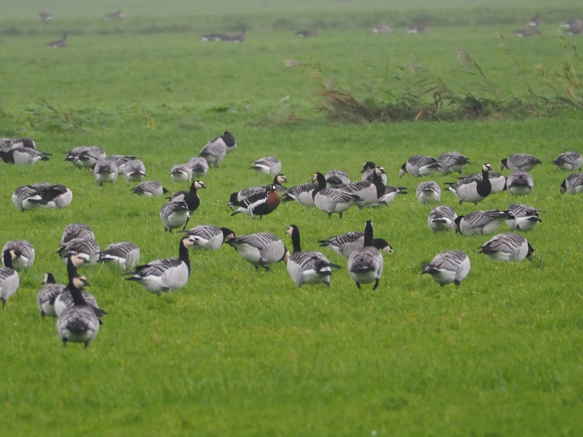 Red-breasted Goose - Selvino de Kort