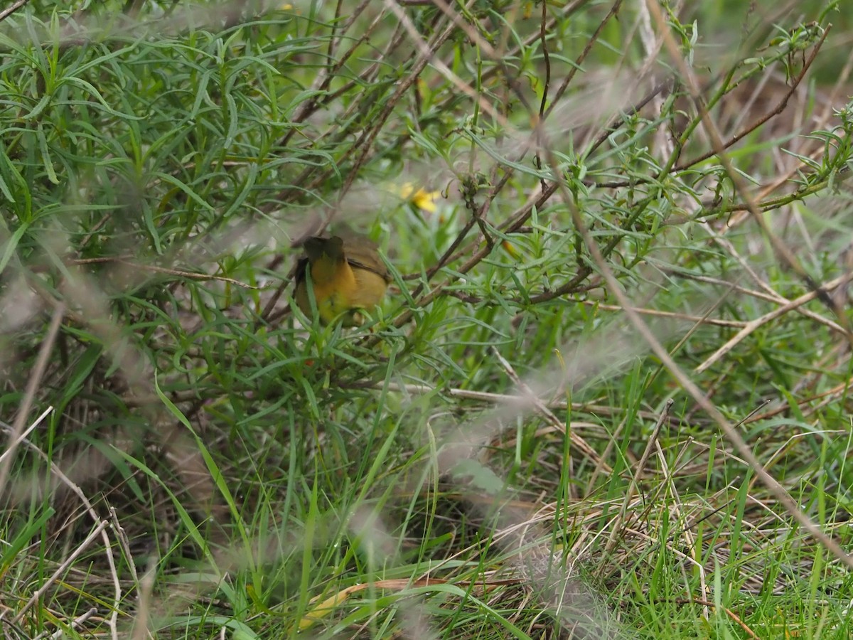 Radde's Warbler - ML612042590