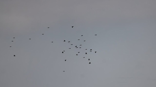 Red-winged Blackbird (Red-winged) - ML612042595