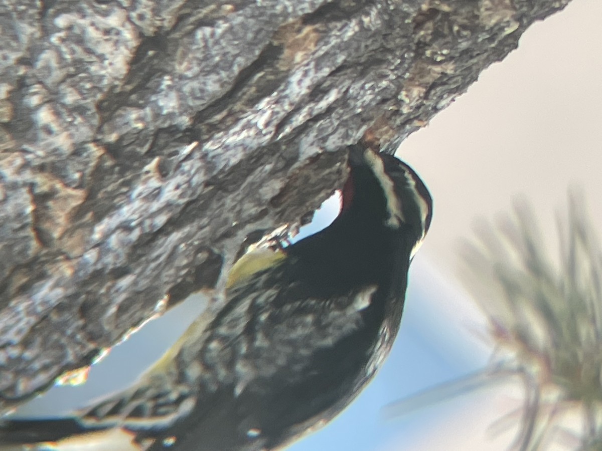 Williamson's Sapsucker - ML612042603