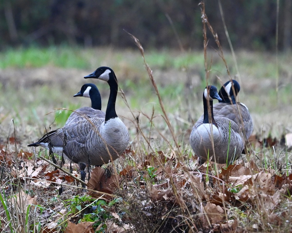 Canada Goose - Joe Wujcik