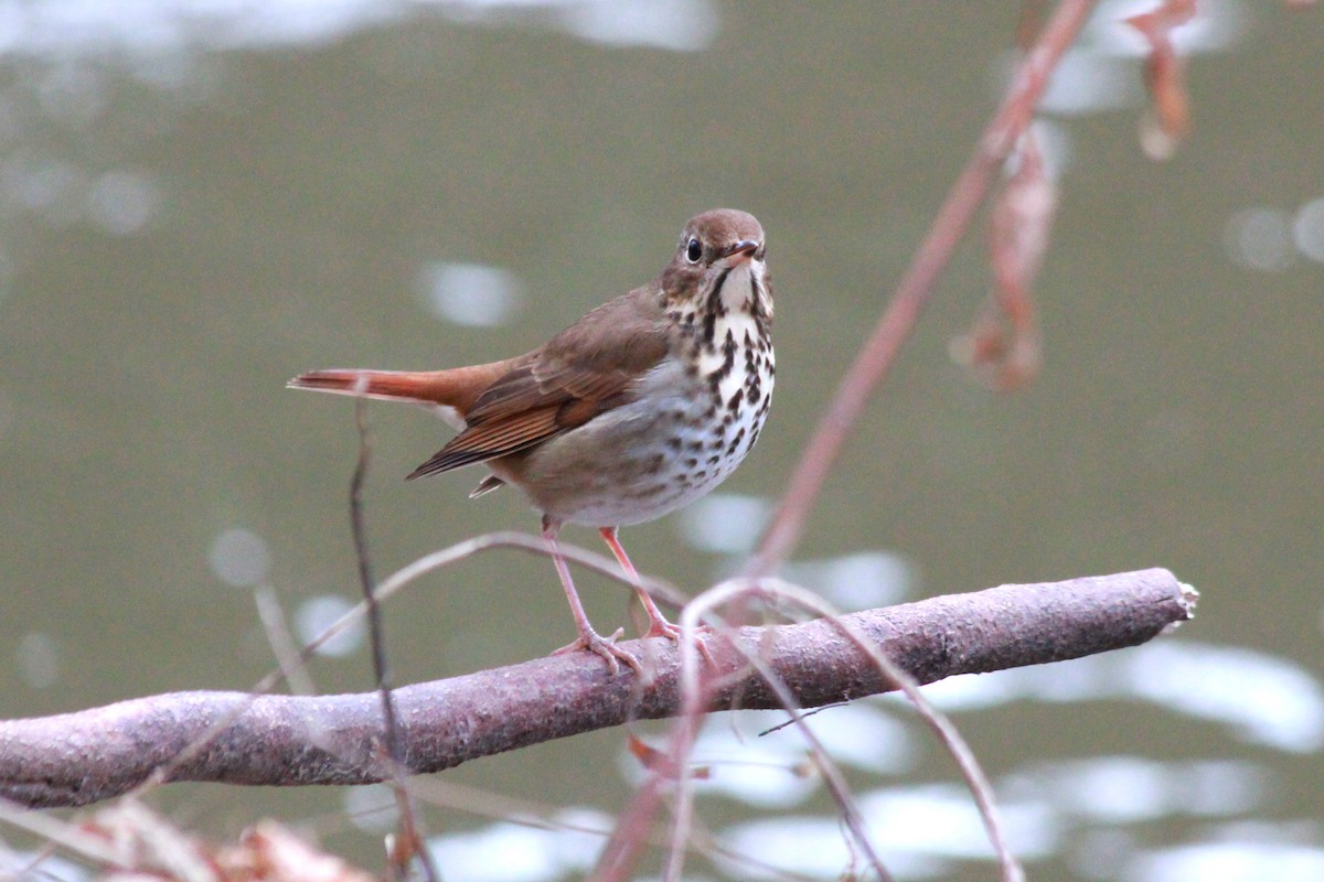 Hermit Thrush - Russ Sulich