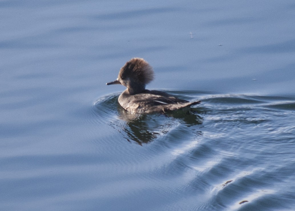 Hooded Merganser - ML612042760