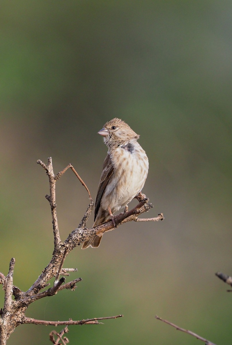 Yemen Serin - ML612042786