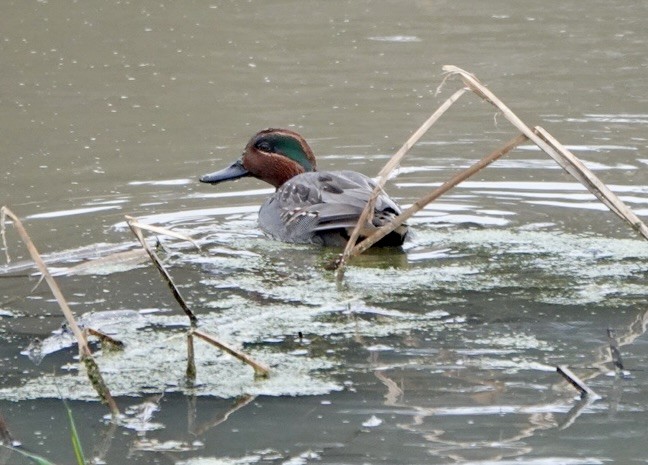 Green-winged Teal - Clem Nilan