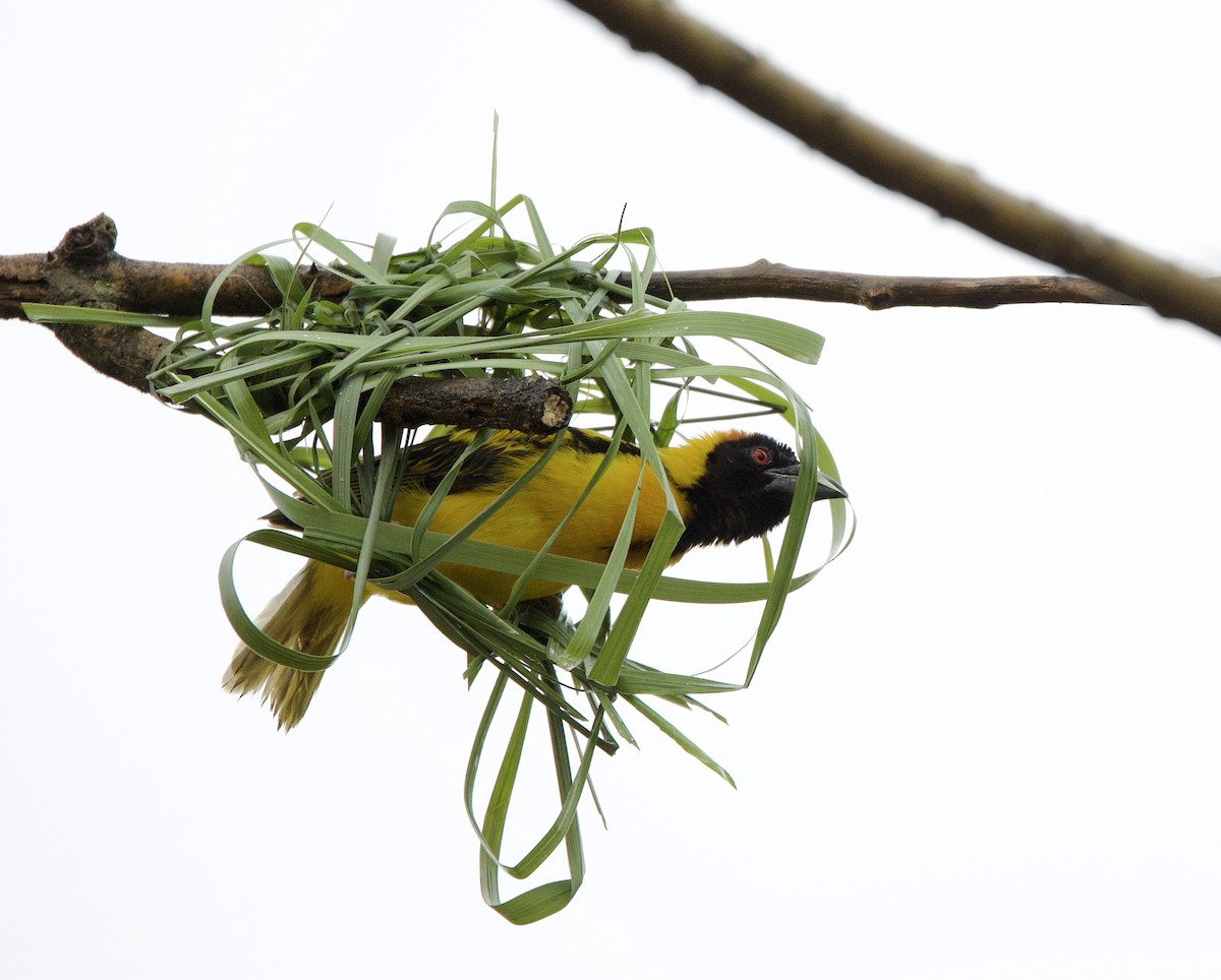 Village Weaver - ML612042819