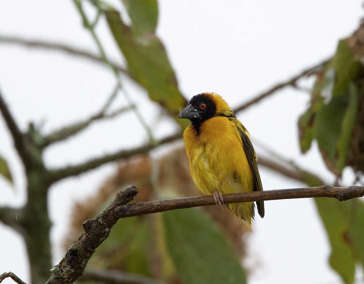 Village Weaver - ML612042823
