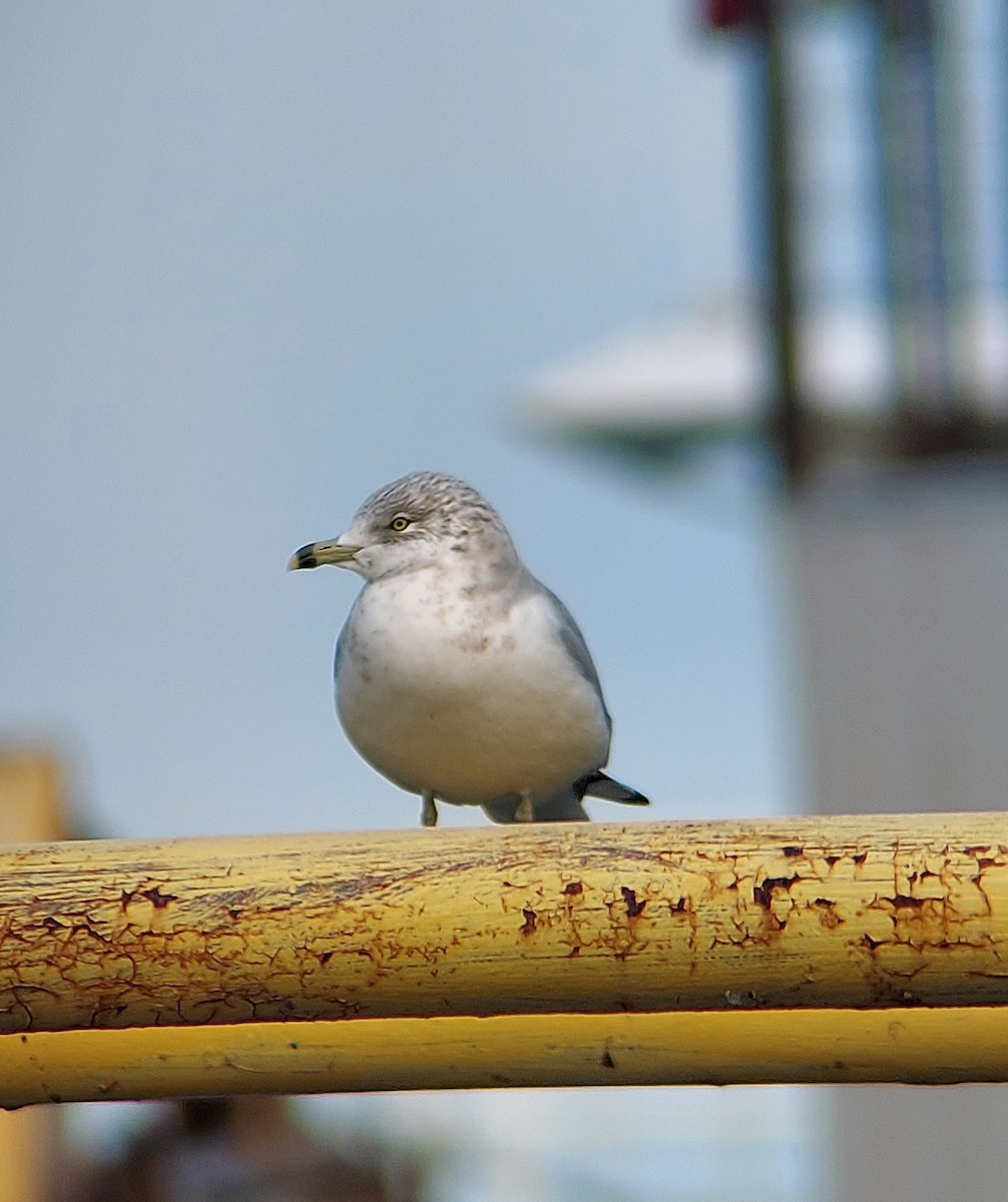 Ring-billed Gull - Ben Wang