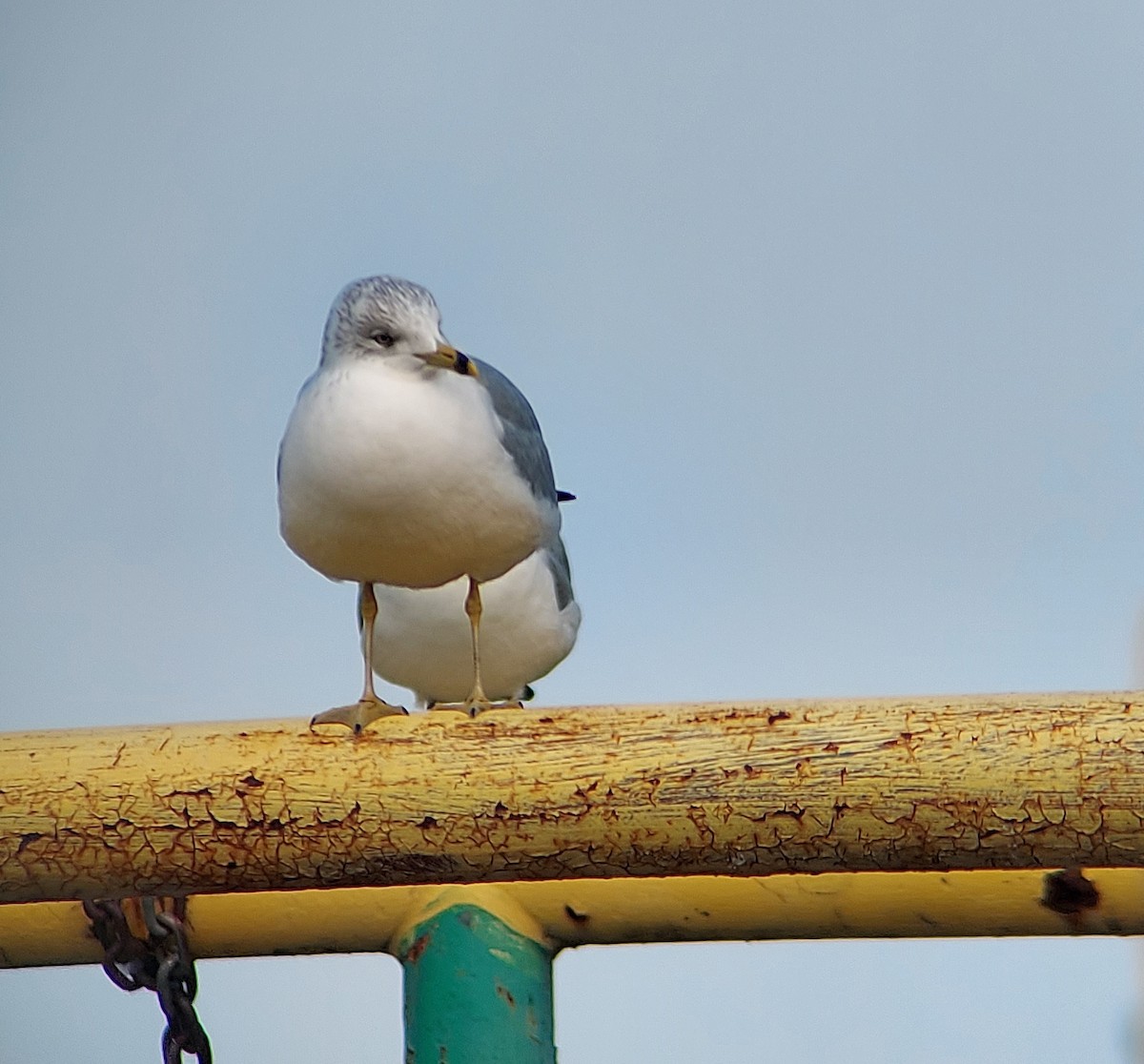 Ring-billed Gull - ML612042826