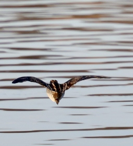 Wilson's Snipe - ML612042849