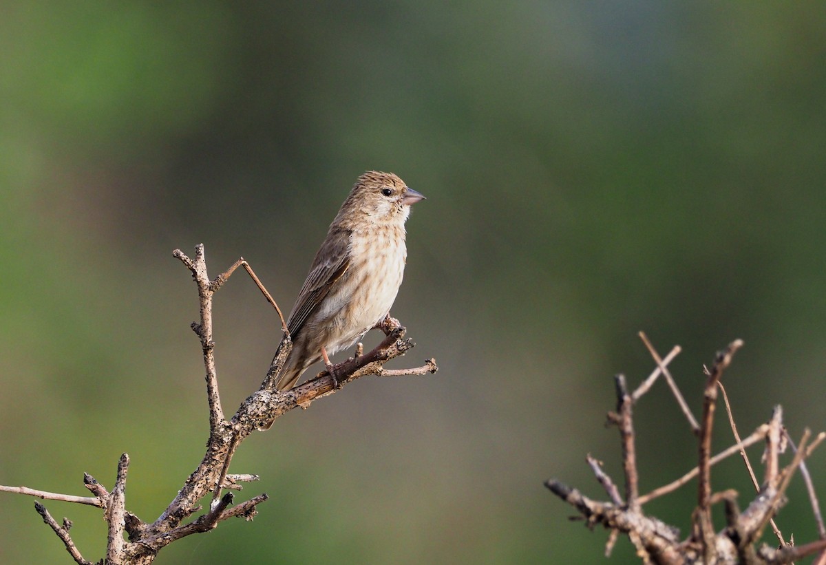 Yemen Serin - ML612042853