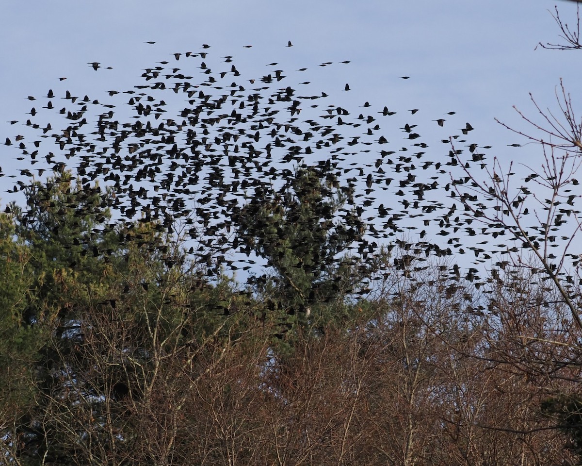 Common Grackle - ML612042866