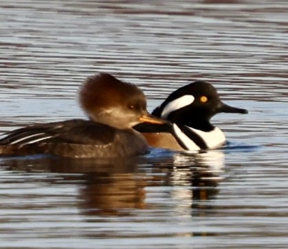 Hooded Merganser - ML612042874