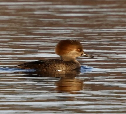 Hooded Merganser - ML612042875