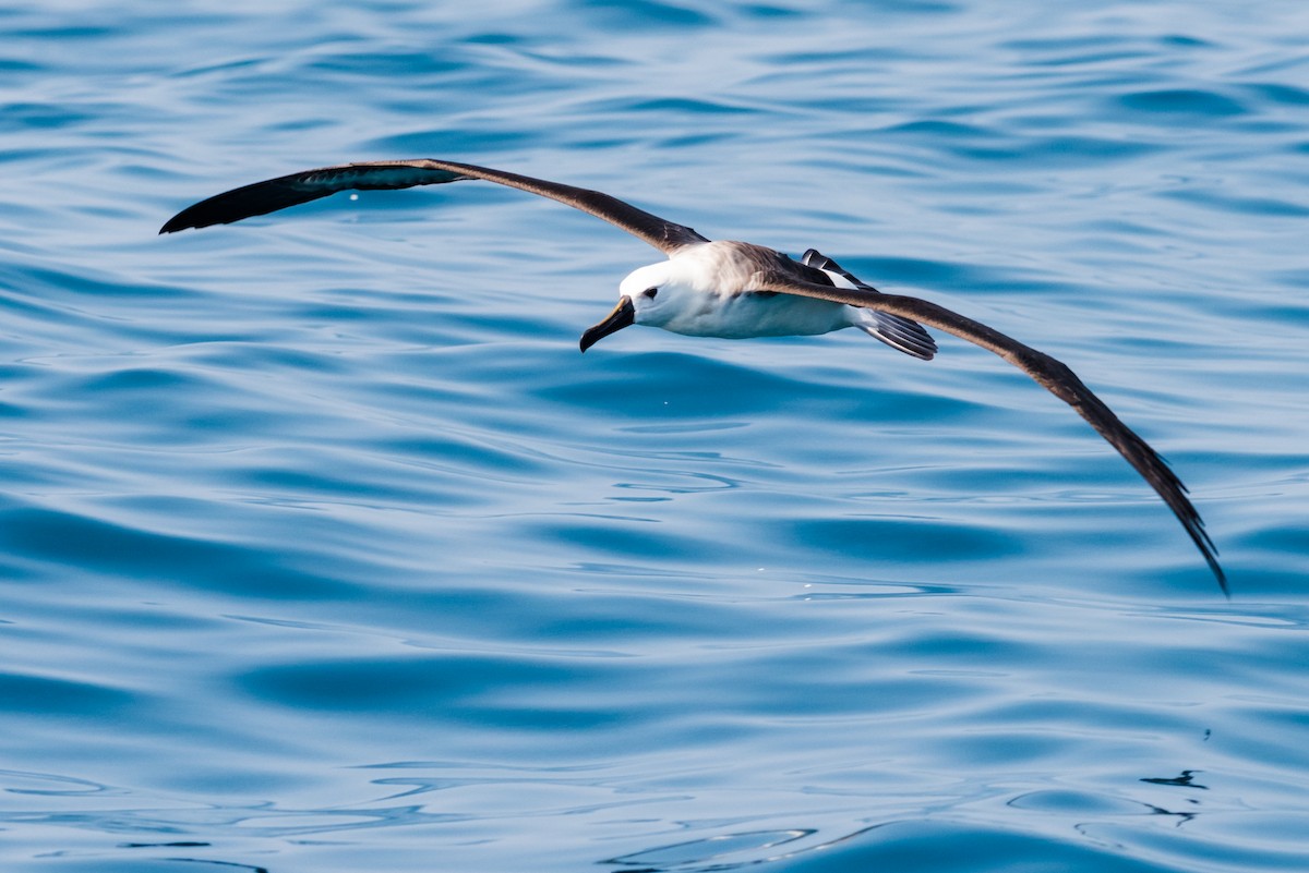 Atlantik Sarı Gagalı Albatrosu - ML612042876