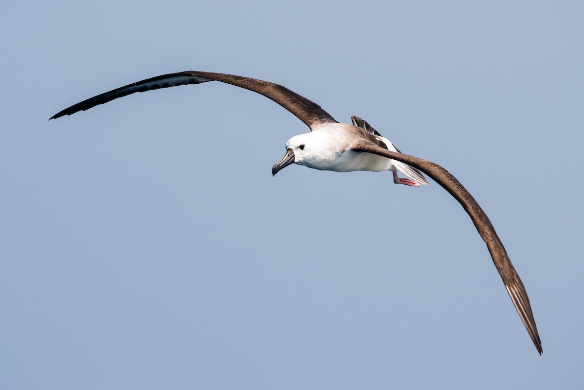 albatros pestrozobý - ML612042877
