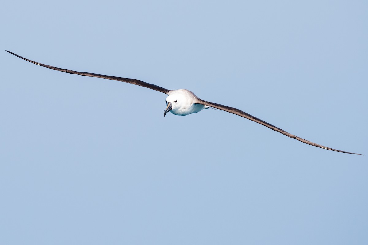 albatros pestrozobý - ML612042878