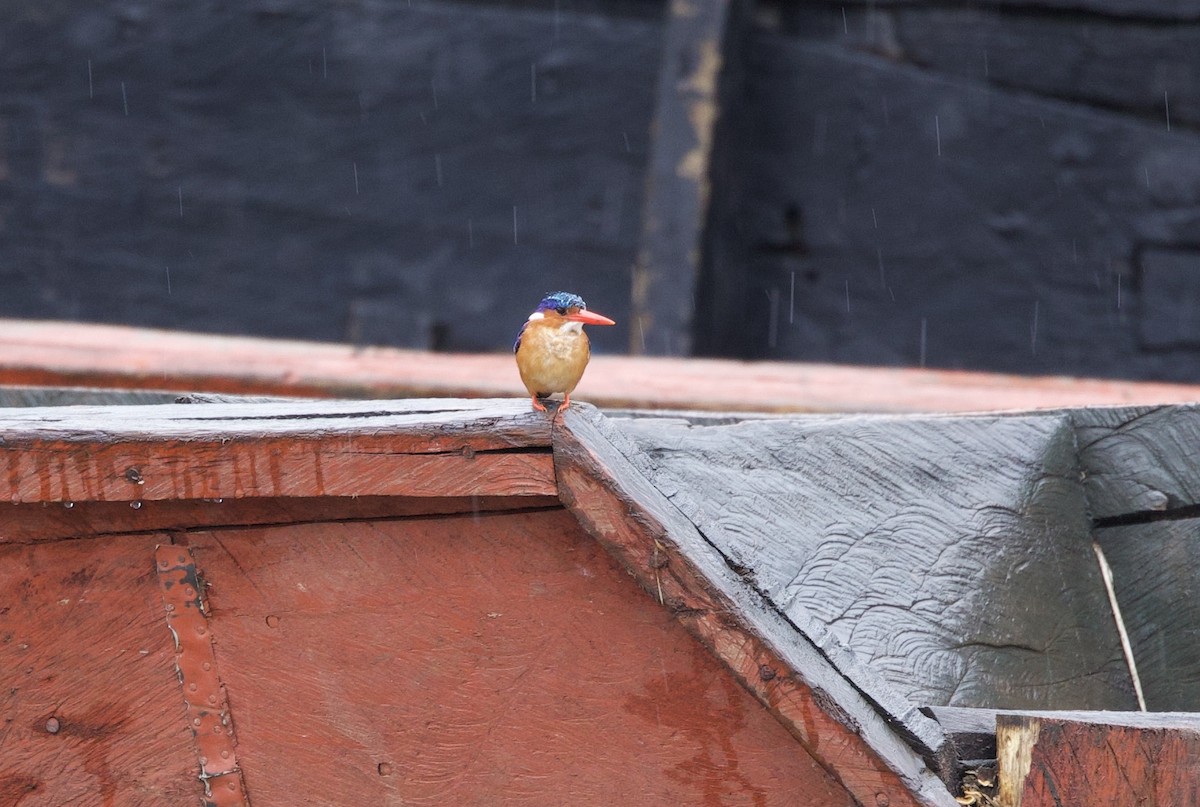 Malachite Kingfisher - ML612042889