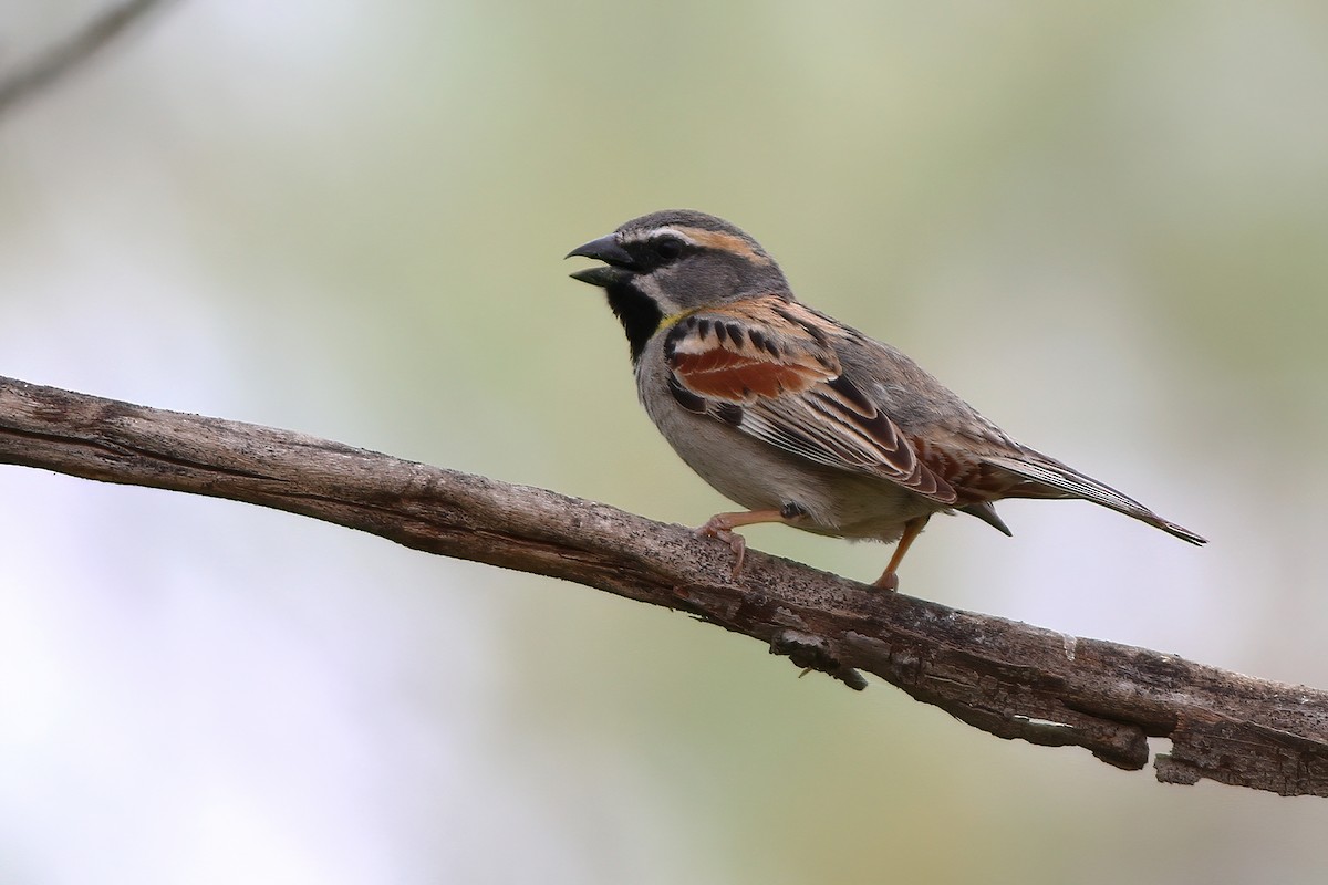 Dead Sea Sparrow - ML612042906