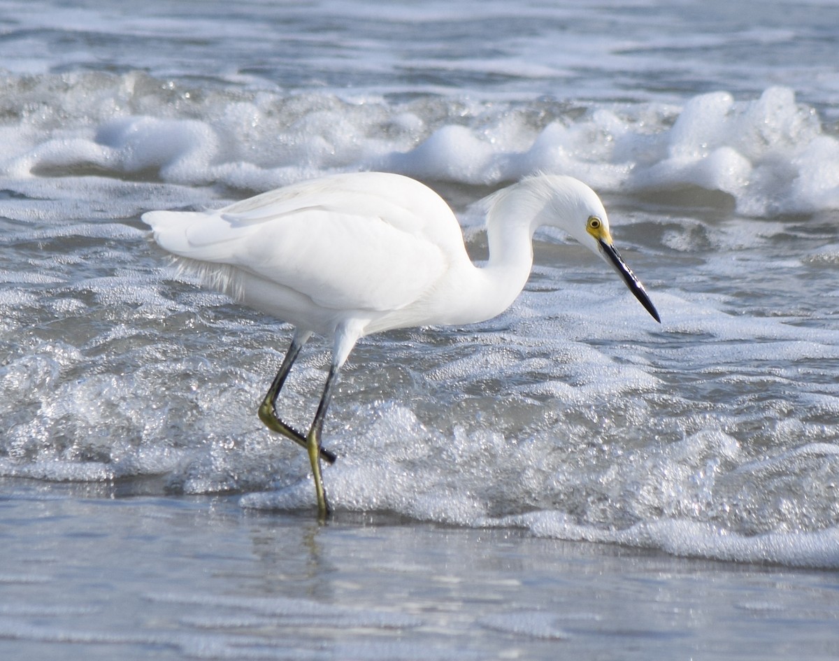 Snowy Egret - ML612042908