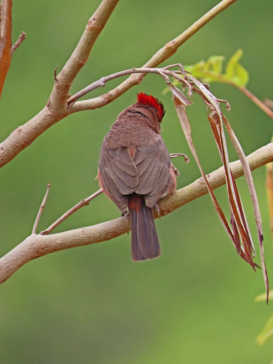 Red-crested Finch - ML612043017