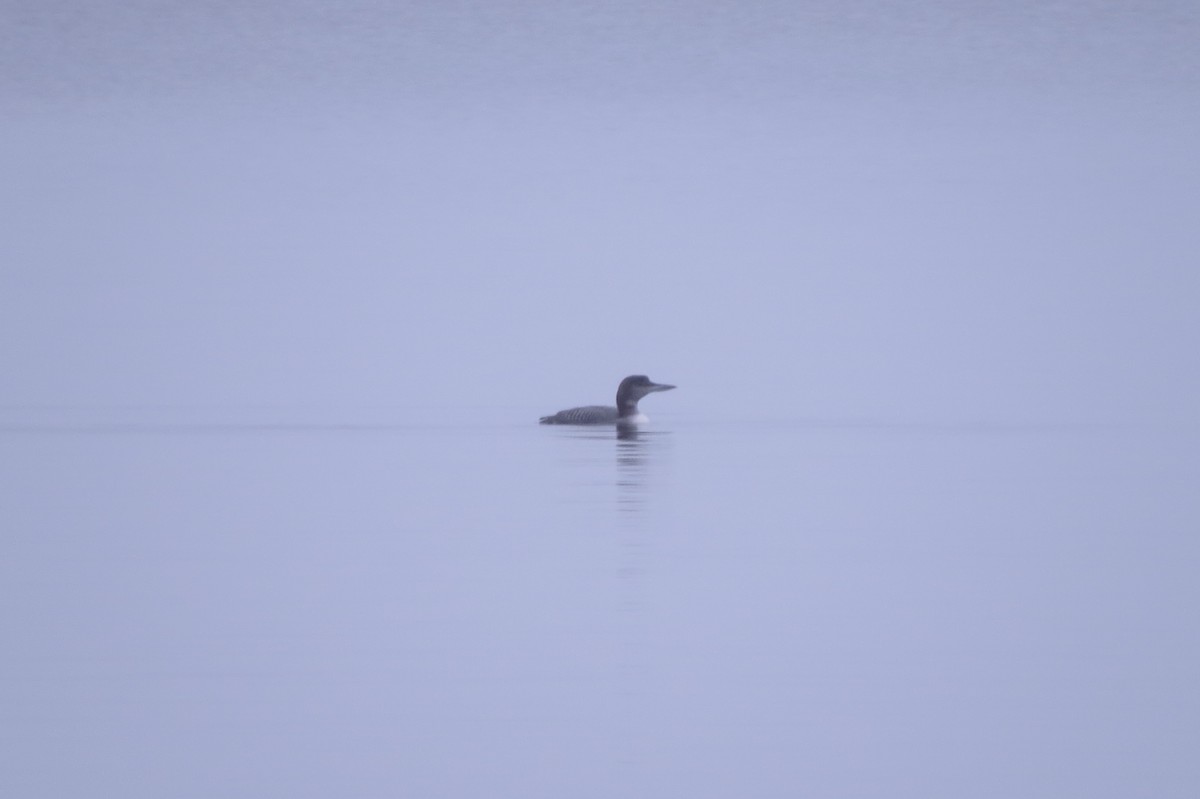 Common Loon - ML612043119