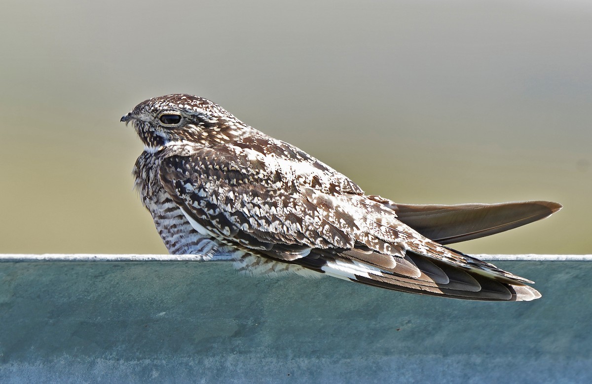 Common Nighthawk - ML612043264