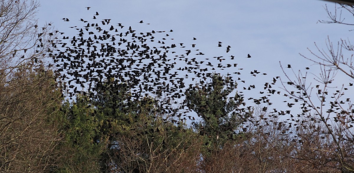 Common Grackle - ML612043267