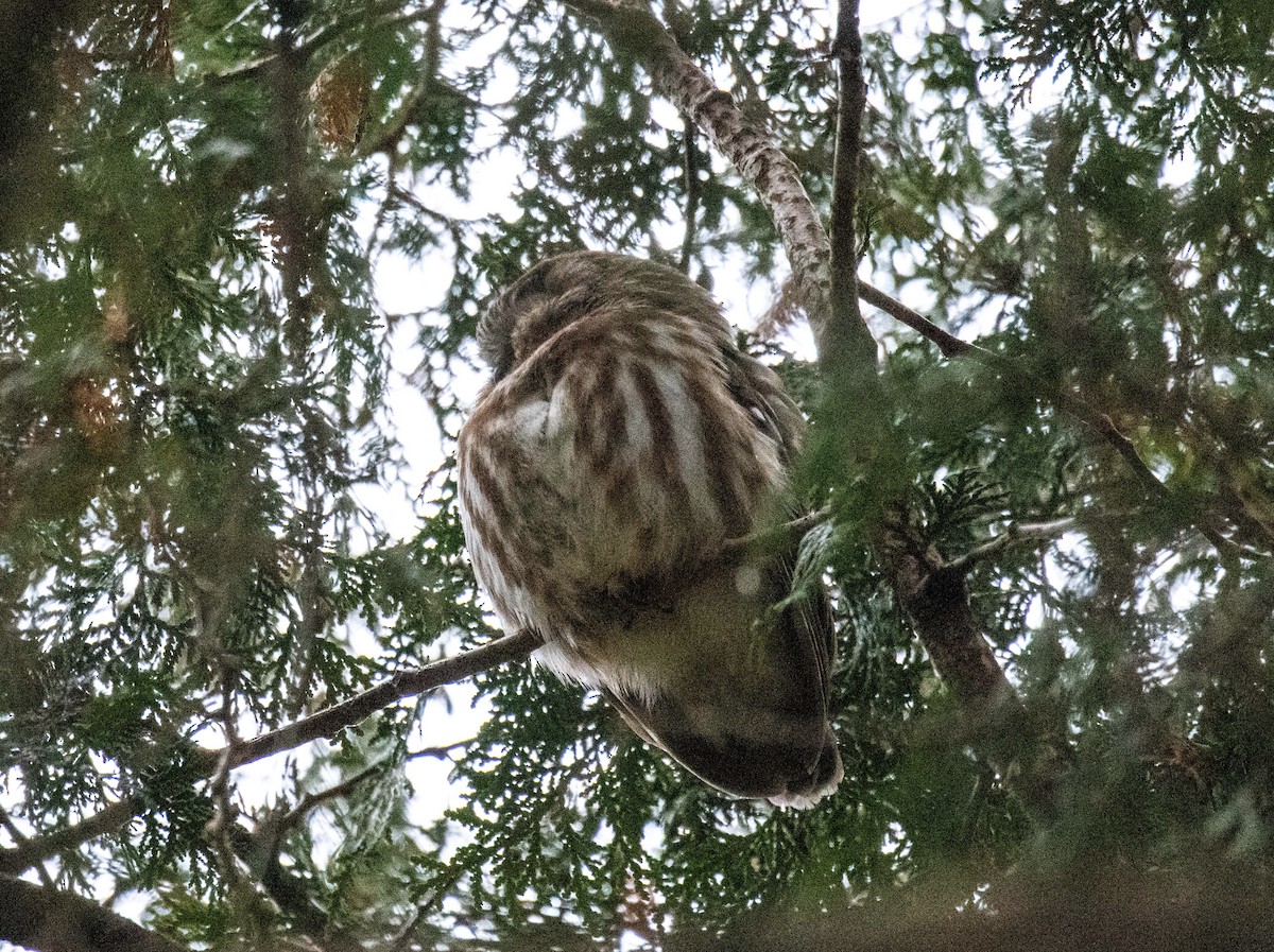 Northern Saw-whet Owl - ML612043291