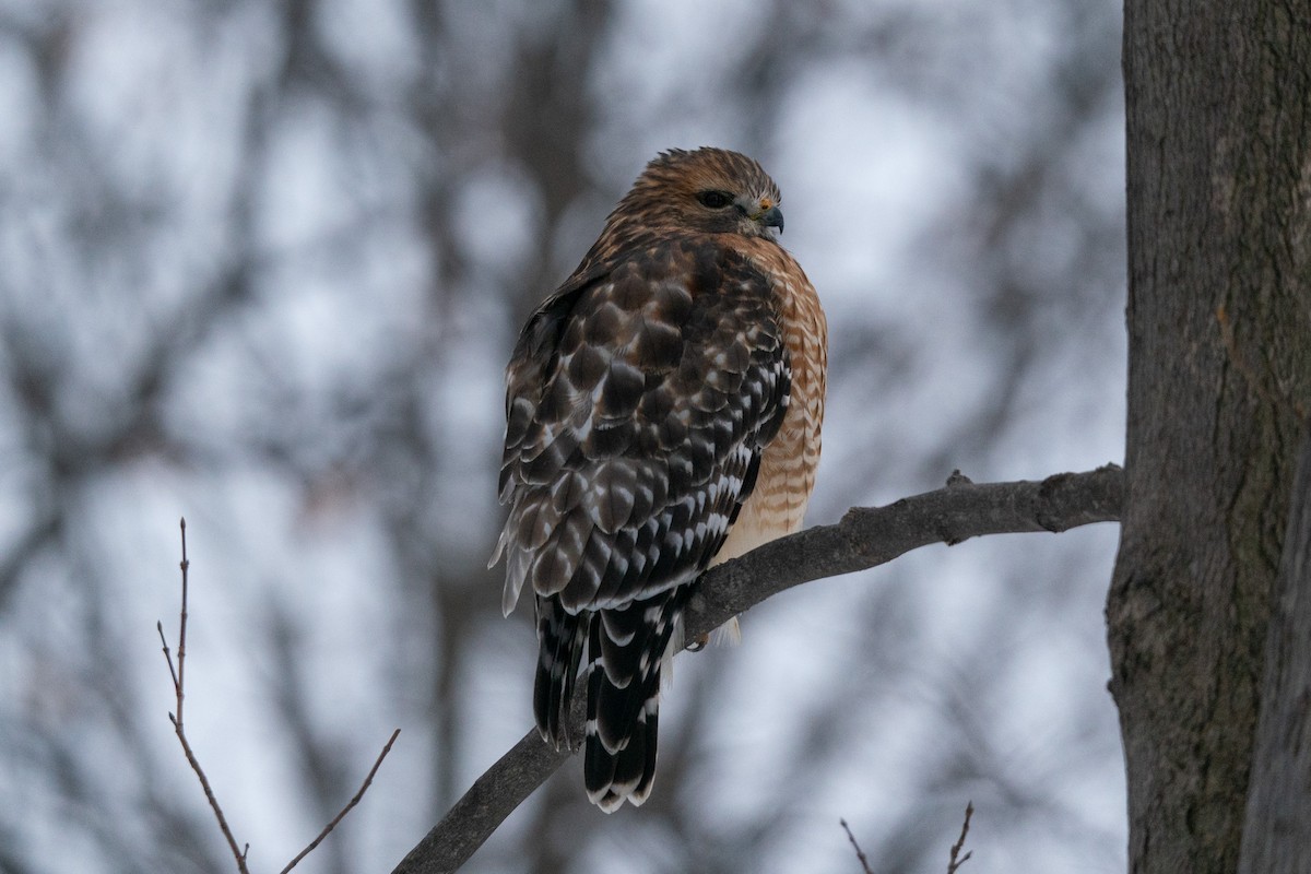 Red-shouldered Hawk - ML612043310