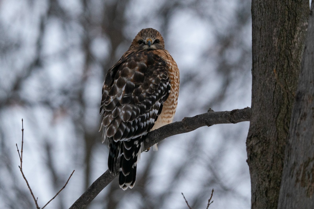 Red-shouldered Hawk - ML612043312