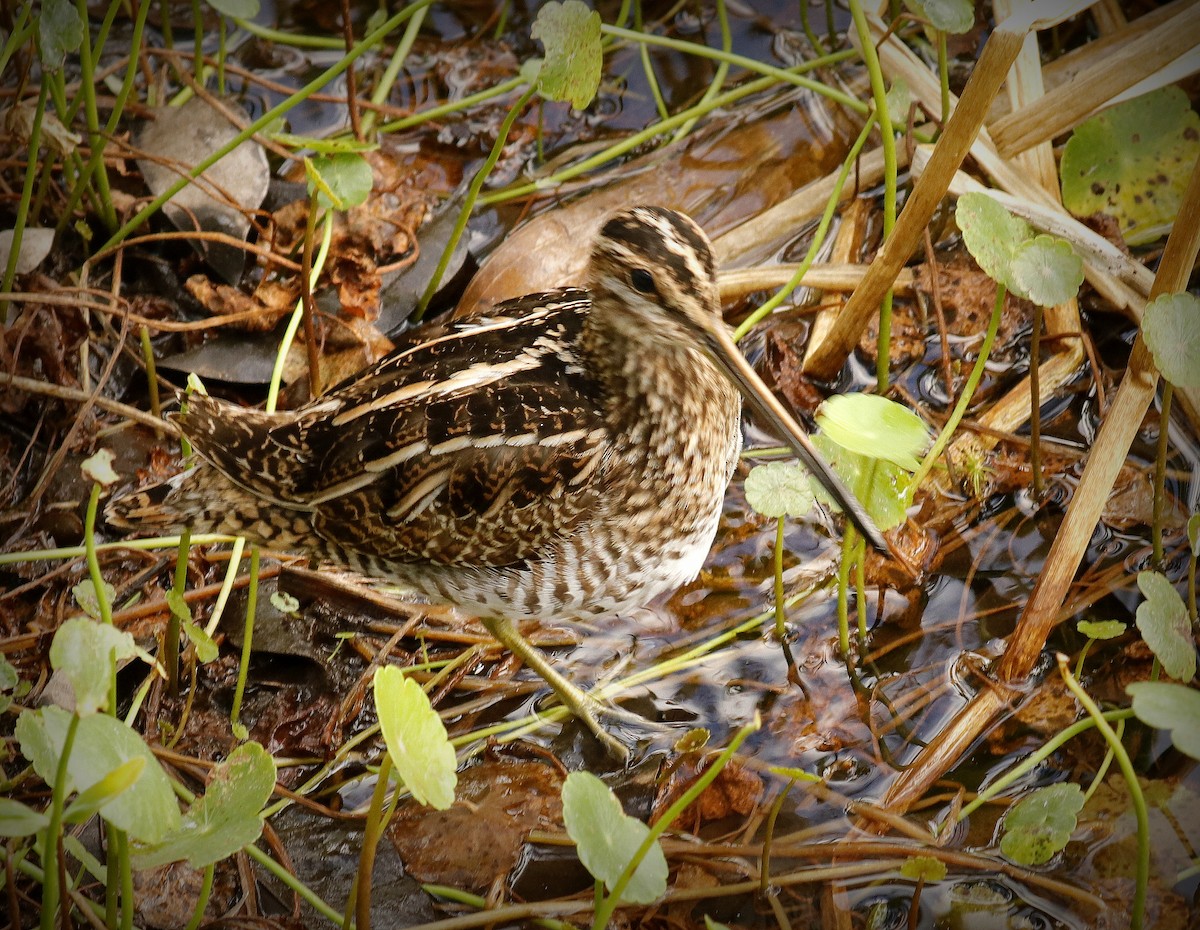 Wilson's Snipe - ML612043330