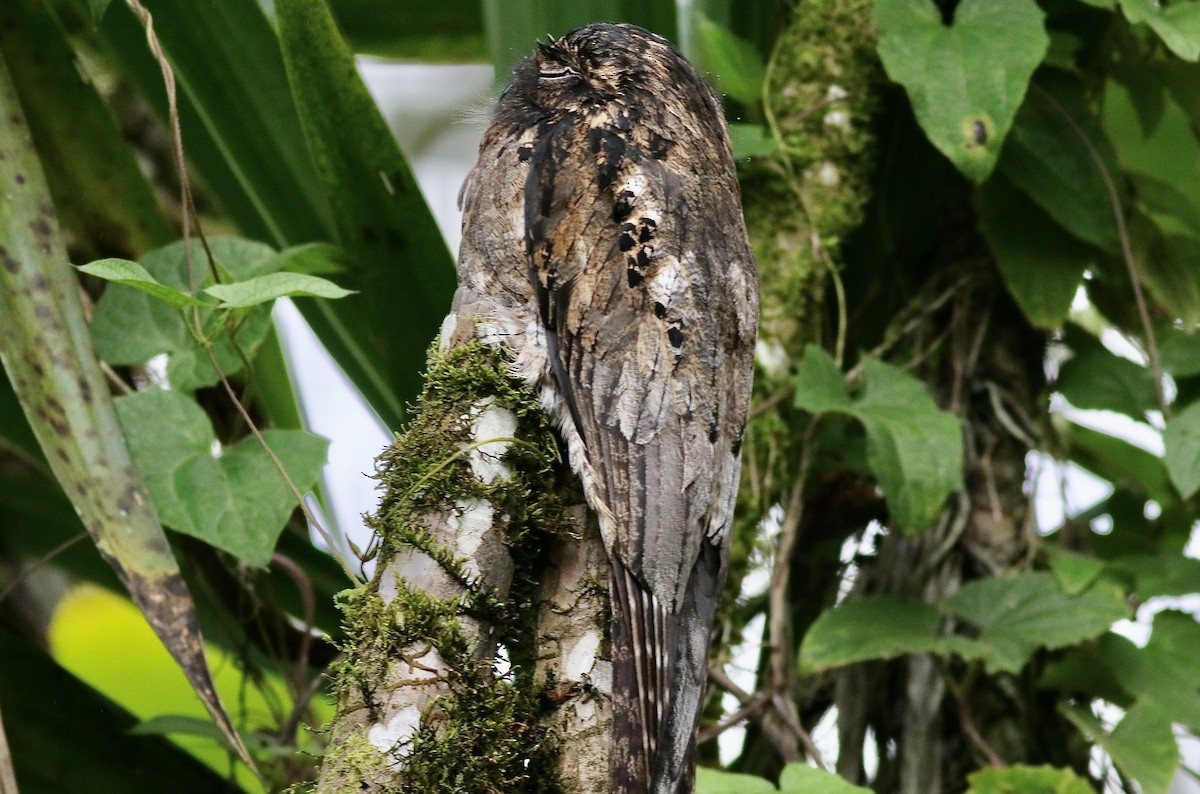 Common Potoo - ML612043364