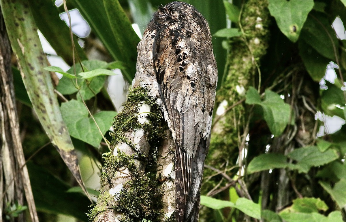 Common Potoo - ML612043369