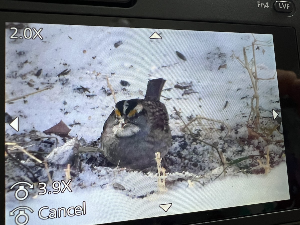 White-throated Sparrow - ML612043389