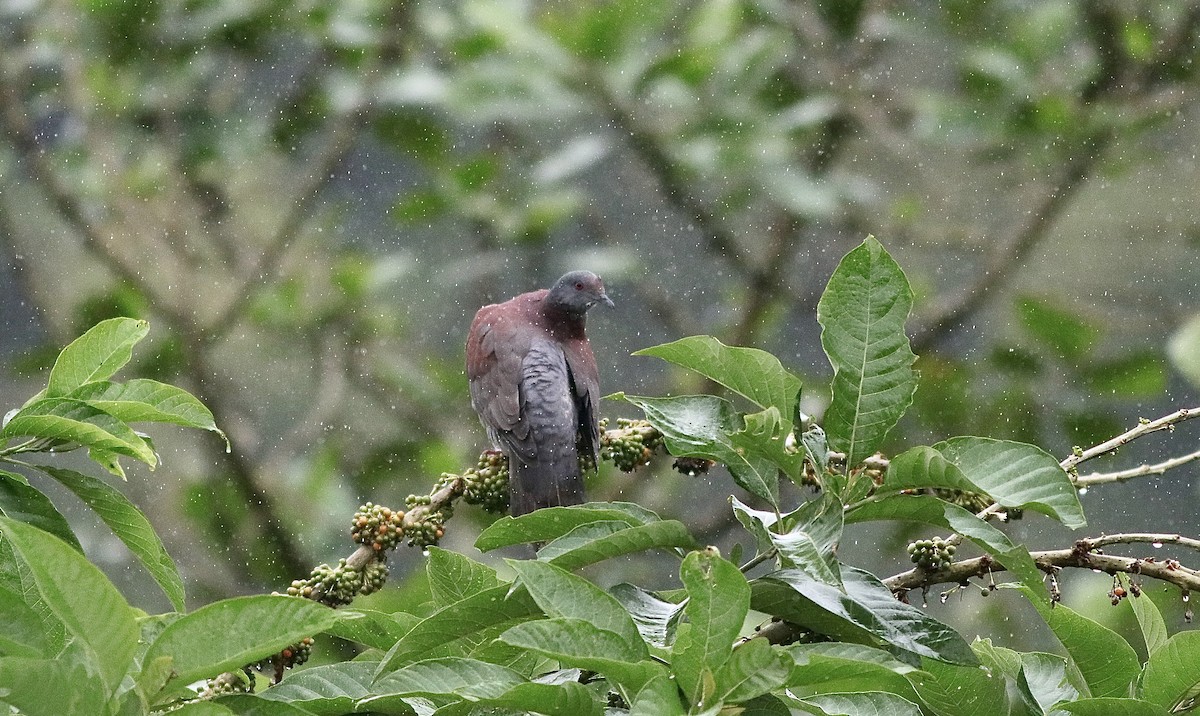 Pale-vented Pigeon - ML612043420