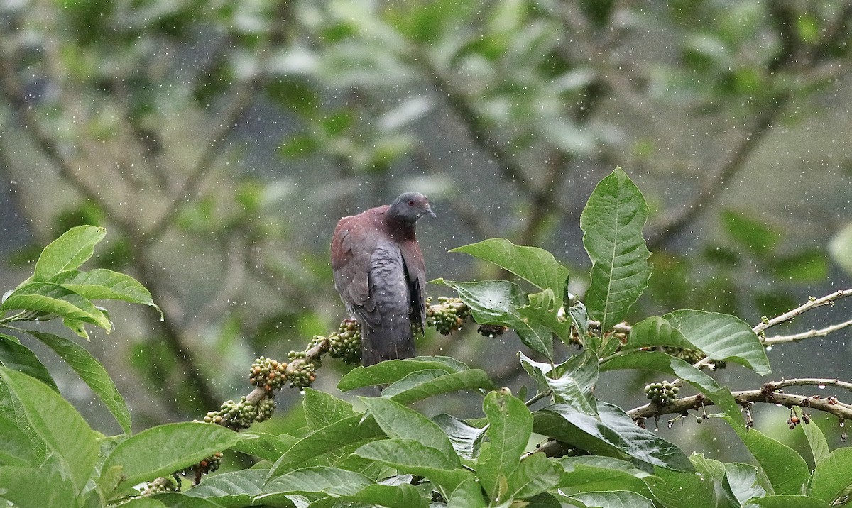 Pale-vented Pigeon - Carlos  Pedro