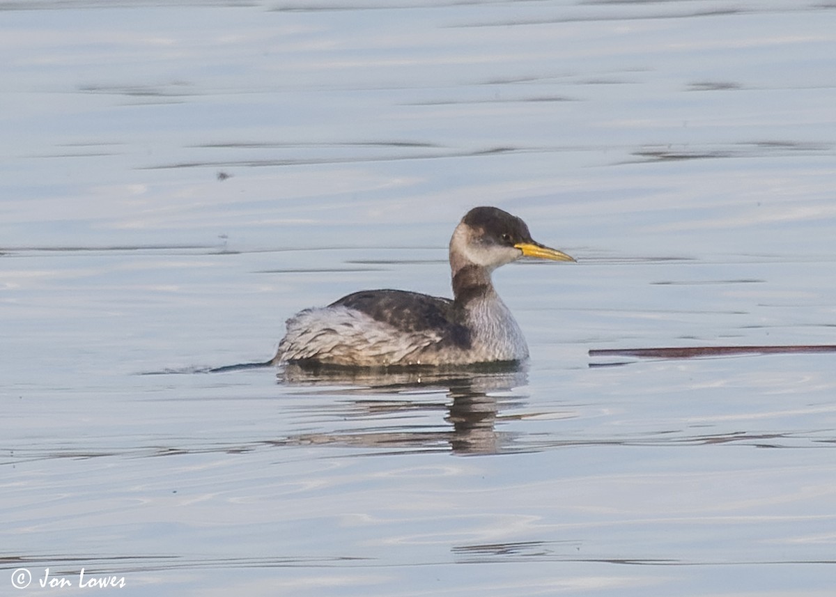 Red-necked Grebe - ML612043571